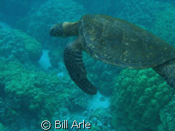 Turtle, Big Island, Hawaii  by Bill Arle 